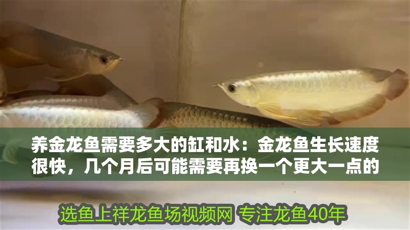 養金龍魚需要多大的缸和水：金龍魚生長速度很快，幾個月后可能需要再換一個更大一點的魚缸
