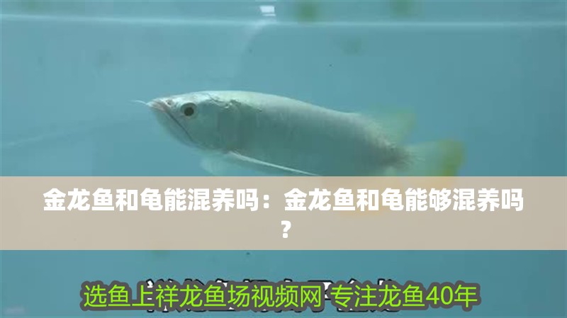 金龍魚和龜能混養(yǎng)嗎：金龍魚和龜能夠混養(yǎng)嗎？