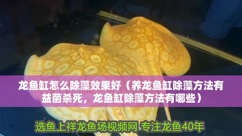 龍魚缸怎么除藻效果好（養龍魚缸除藻方法有益菌殺死，龍魚缸除藻方法有哪些）