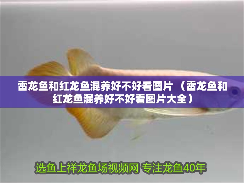 雷龍魚和紅龍魚混養好不好看圖片 （雷龍魚和紅龍魚混養好不好看圖片大全）