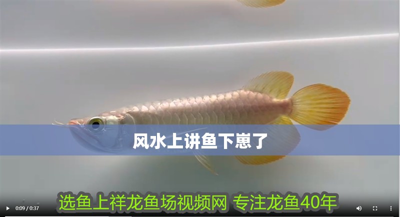 風水上講魚下崽了