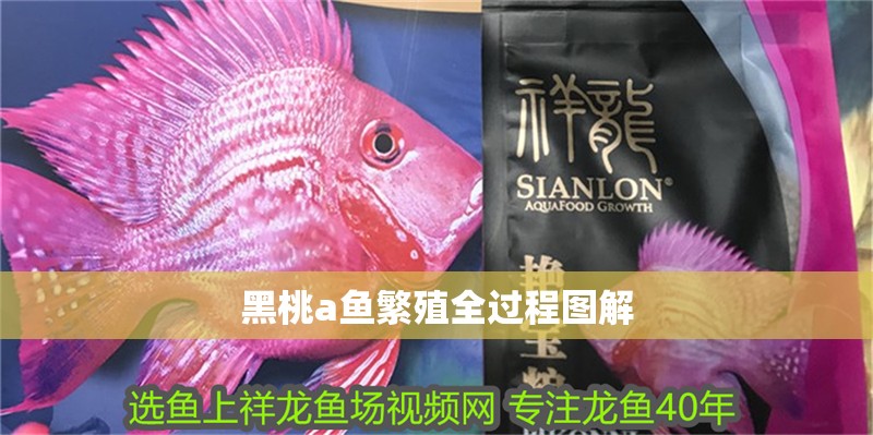 黑桃a魚繁殖全過程圖解