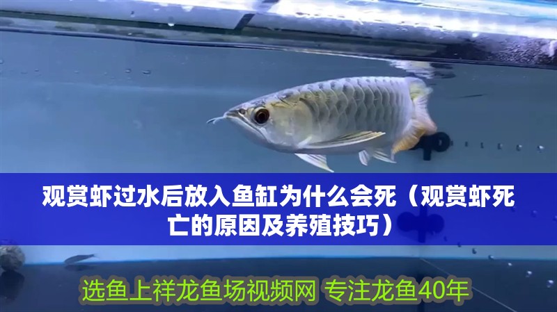 觀賞蝦過水后放入魚缸為什么會(huì)死（觀賞蝦死亡的原因及養(yǎng)殖技巧） 觀賞蝦過水后放入魚缸為什么會(huì)死（觀賞蝦死亡的原因及養(yǎng)殖技巧） 魚缸百科