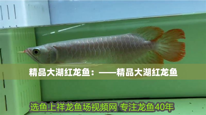 精品大湖紅龍魚：——精品大湖紅龍魚