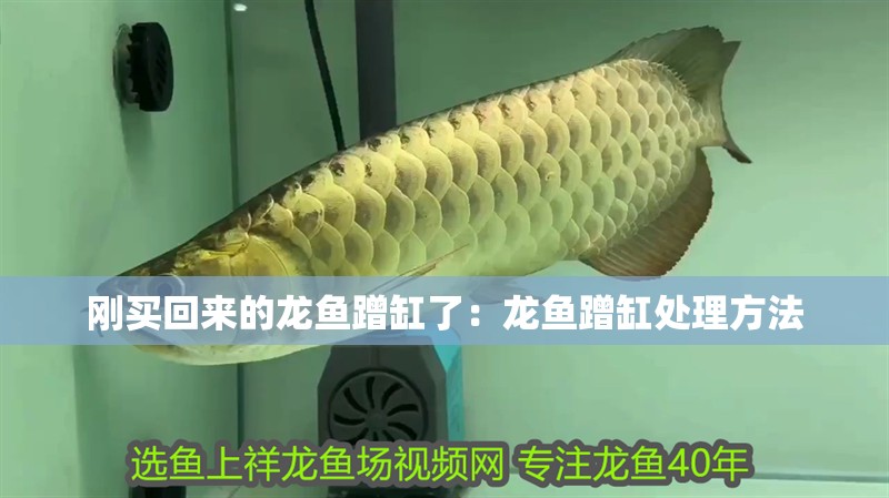 剛買回來的龍魚蹭缸了：龍魚蹭缸處理方法