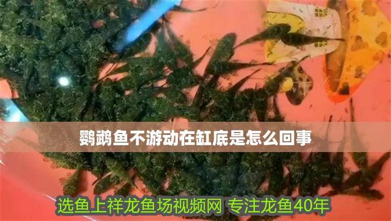 鸚鵡魚不游動在缸底是怎么回事