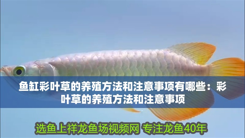 魚缸彩葉草的養殖方法和注意事項有哪些：彩葉草的養殖方法和注意事項