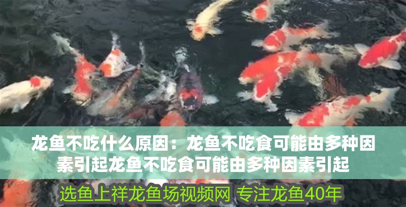 龍魚不吃什么原因：龍魚不吃食可能由多種因素引起龍魚不吃食可能由多種因素引起