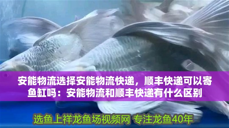 安能物流選擇安能物流快遞，順豐快遞可以寄魚缸嗎：安能物流和順豐快遞有什么區別