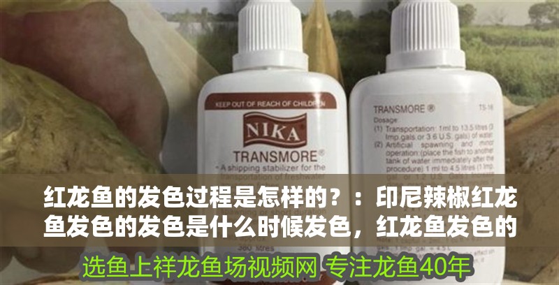 紅龍魚的發色過程是怎樣的？：印尼辣椒紅龍魚發色的發色是什么時候發色，紅龍魚發色的作用