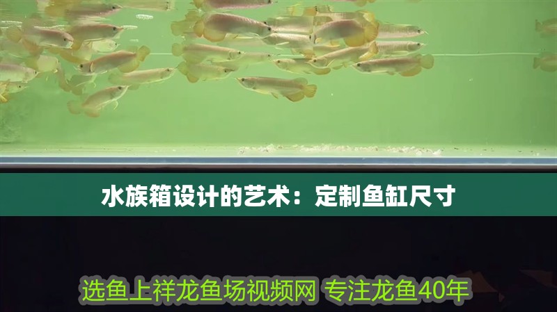 水族箱設(shè)計的藝術(shù)：定制魚缸尺寸