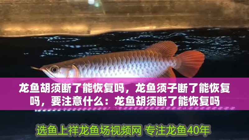 龍魚胡須斷了能恢復嗎，龍魚須子斷了能恢復嗎，要注意什么：龍魚胡須斷了能恢復嗎