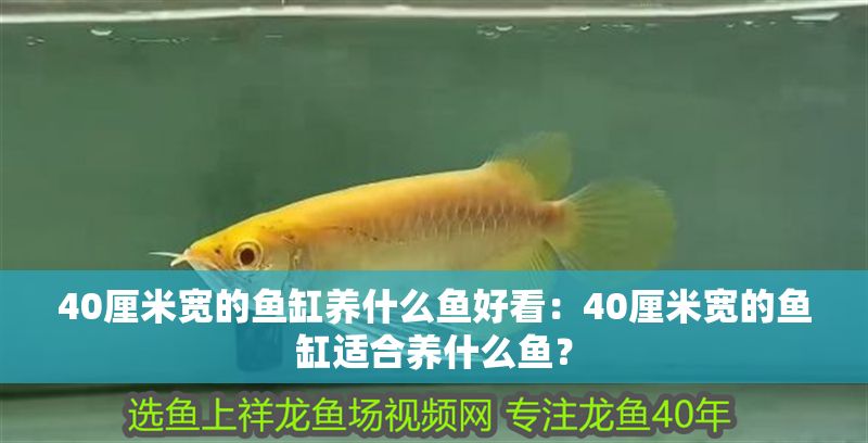 40厘米寬的魚缸養什么魚好看：40厘米寬的魚缸適合養什么魚？ 40厘米寬的魚缸養什么魚好看：40厘米寬的魚缸適合養什么魚？ 魚缸百科 第2張