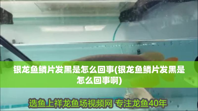 銀龍魚鱗片發黑是怎么回事(銀龍魚鱗片發黑是怎么回事啊)
