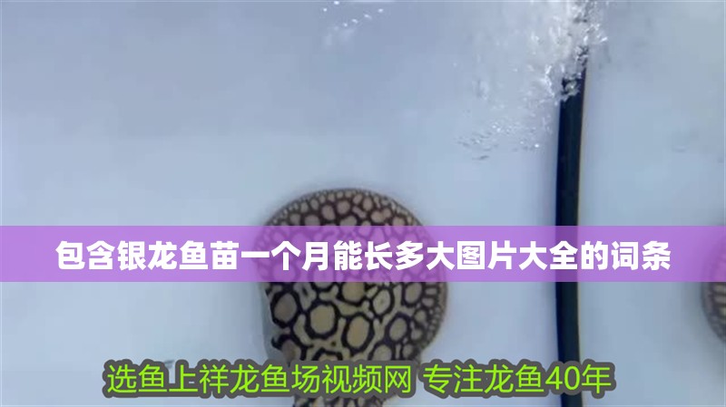 包含銀龍魚苗一個月能長多大圖片大全的詞條 包含銀龍魚苗一個月能長多大圖片大全的詞條 銀龍魚百科