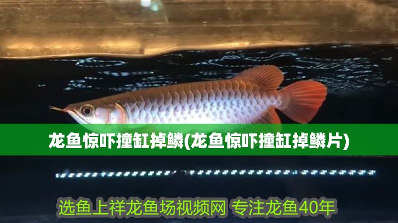 龍魚驚嚇撞缸掉鱗(龍魚驚嚇撞缸掉鱗片)