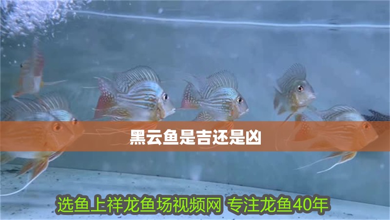 黑云魚(yú)是吉還是兇