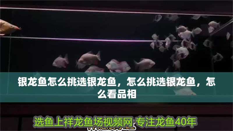 銀龍魚怎么挑選銀龍魚，怎么挑選銀龍魚，怎么看品相