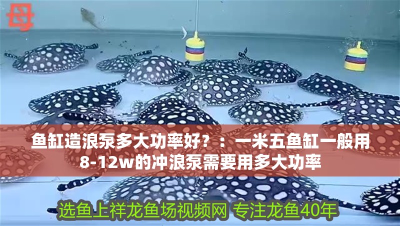 魚(yú)缸造浪泵多大功率好？：一米五魚(yú)缸一般用8-12w的沖浪泵需要用多大功率
