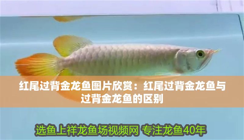 紅尾過(guò)背金龍魚(yú)圖片欣賞：紅尾過(guò)背金龍魚(yú)與過(guò)背金龍魚(yú)的區(qū)別