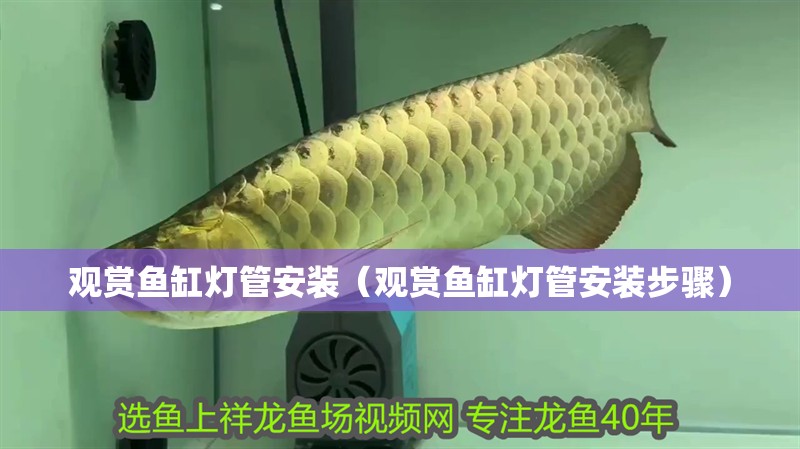 觀賞魚缸燈管安裝（觀賞魚缸燈管安裝步驟）