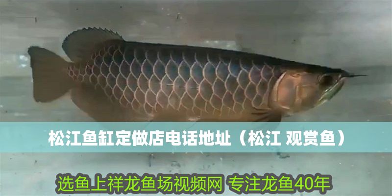 松江魚缸定做店電話地址（松江 觀賞魚）