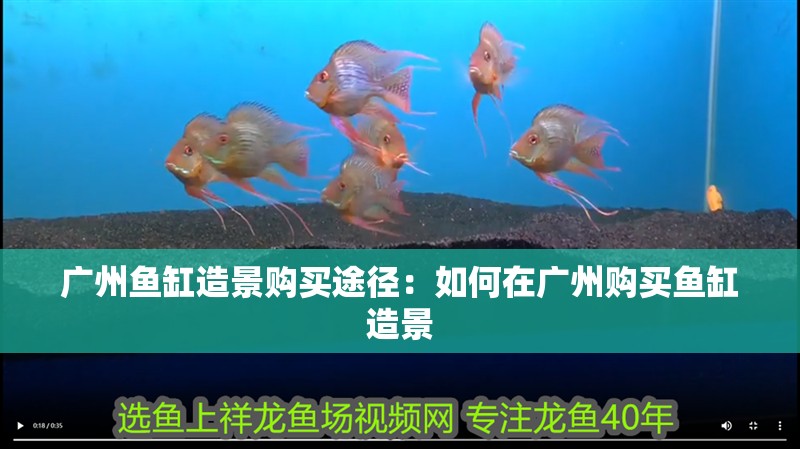 廣州魚缸造景購買途徑：如何在廣州購買魚缸造景