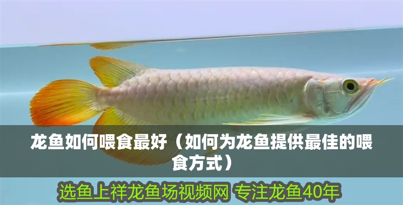 龍魚如何喂食最好（如何為龍魚提供最佳的喂食方式） 龍魚如何喂食最好（如何為龍魚提供最佳的喂食方式） 龍魚百科