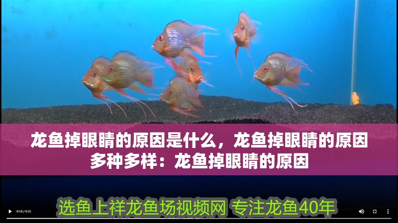 龍魚掉眼睛的原因是什么，龍魚掉眼睛的原因多種多樣：龍魚掉眼睛的原因