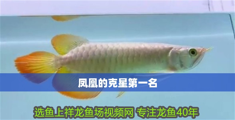 鳳凰的克星第一名