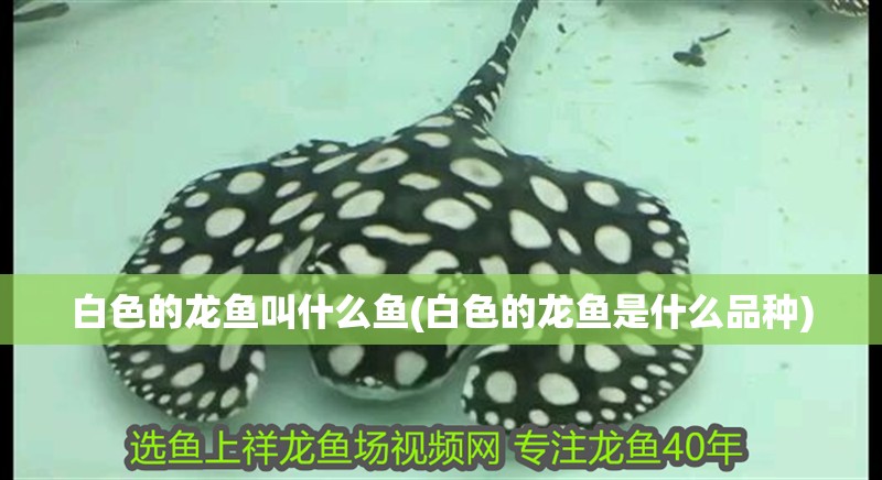 白色的龍魚叫什么魚(白色的龍魚是什么品種)