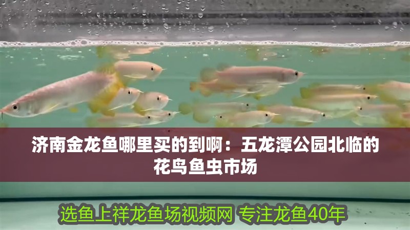 濟(jì)南金龍魚哪里買的到啊：五龍?zhí)豆珗@北臨的花鳥魚蟲市場(chǎng)