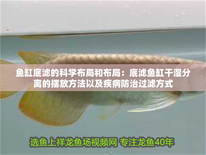 魚缸底濾的科學布局和布局：底濾魚缸干濕分離的擺放方法以及疾病防治過濾方式