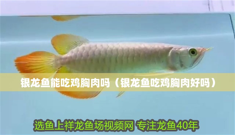 金龍魚 銀龍魚能吃雞胸肉嗎(銀龍魚吃雞胸肉好嗎) 銀龍魚百科 銀龍魚能吃雞胸肉嗎(銀龍魚吃雞胸肉好嗎) 銀龍魚能吃雞胸肉嗎(銀龍魚吃雞胸肉好嗎) 銀龍魚百科