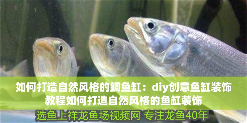 如何打造自然風格的鯛魚缸：diy創意魚缸裝飾教程如何打造自然風格的魚缸裝飾