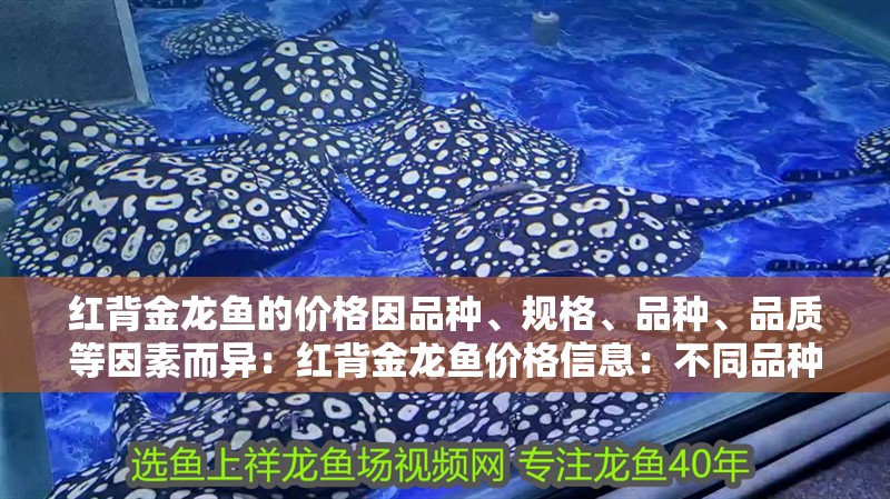 紅背金龍魚的價格因品種、規格、品種、品質等因素而異：紅背金龍魚價格信息：不同品種的金龍魚價格差異大