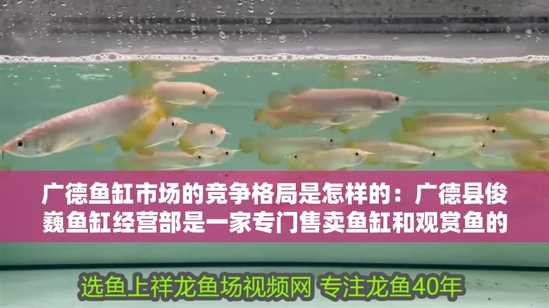 廣德魚缸市場的競爭格局是怎樣的：廣德縣俊巍魚缸經(jīng)營部是一家專門售賣魚缸和觀賞魚的店鋪