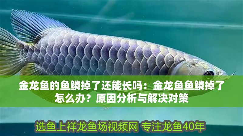金龍魚的魚鱗掉了還能長嗎：金龍魚魚鱗掉了怎么辦？原因分析與解決對策