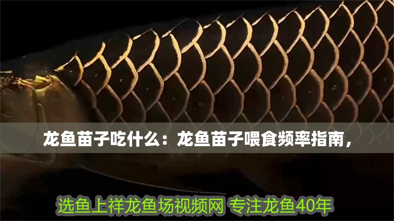 龍魚苗子吃什么：龍魚苗子喂食頻率指南， 龍魚苗子吃什么：龍魚苗子喂食頻率指南， 龍魚百科