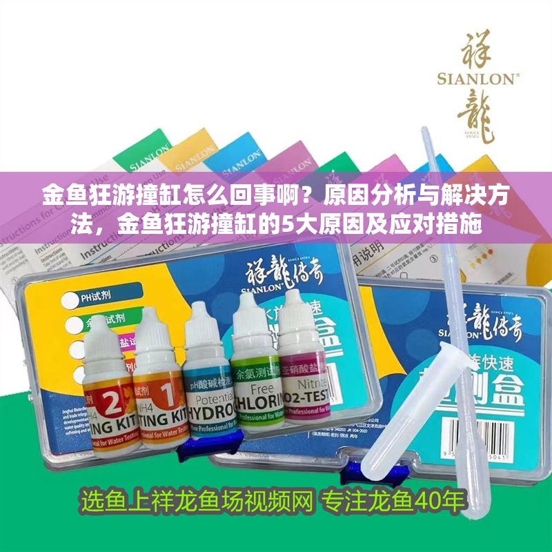 金魚狂游撞缸怎么回事啊？原因分析與解決方法，金魚狂游撞缸的5大原因及應(yīng)對措施