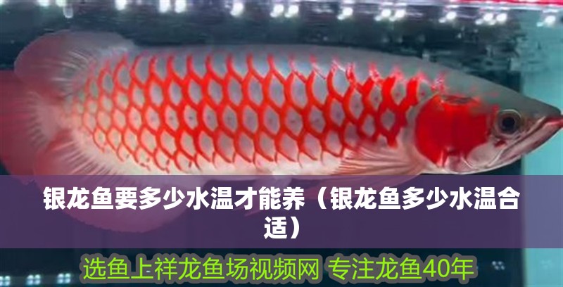 銀龍魚要多少水溫才能養(yǎng)（銀龍魚多少水溫合適）