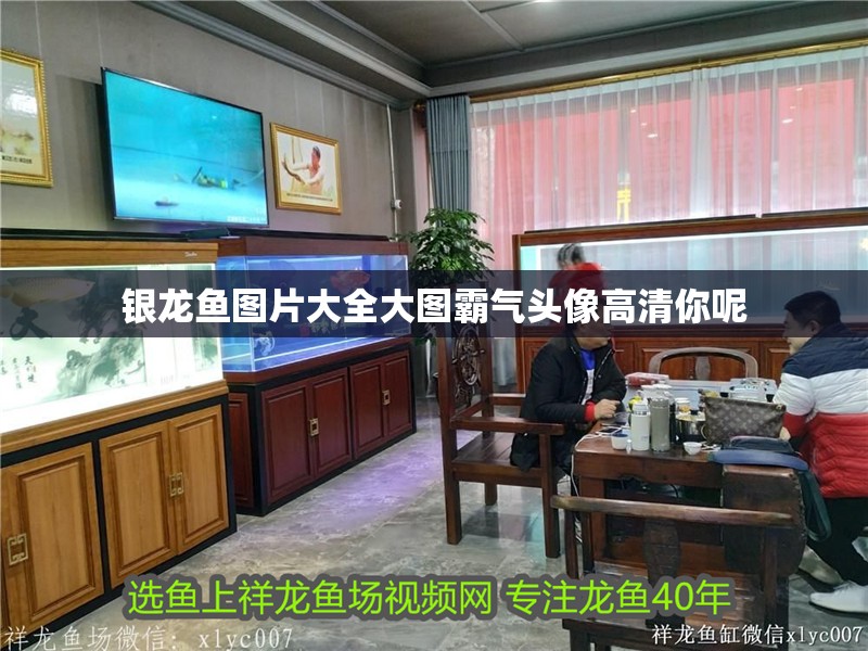 銀龍魚圖片大全大圖霸氣頭像高清你呢 銀龍魚圖片大全大圖霸氣頭像高清你呢 銀龍魚百科