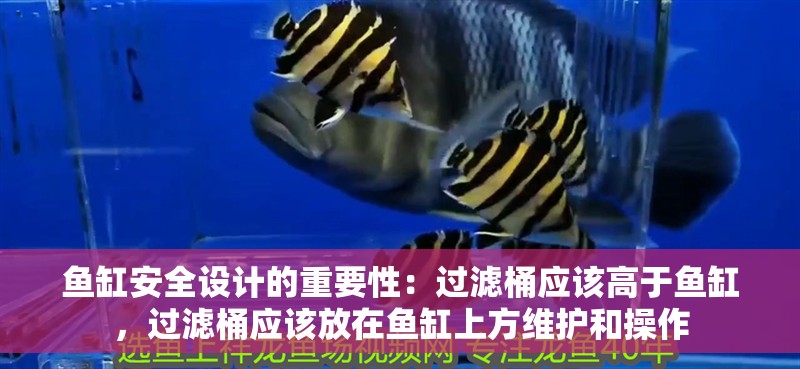 魚缸安全設計的重要性：過濾桶應該高于魚缸，過濾桶應該放在魚缸上方維護和操作