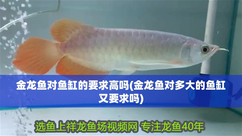 金龍魚對魚缸的要求高嗎(金龍魚對多大的魚缸又要求嗎)