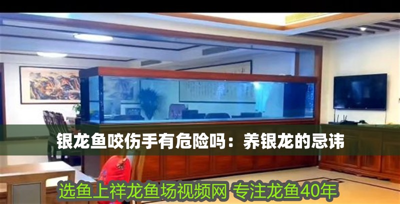 銀龍魚(yú)咬傷手有危險(xiǎn)嗎：養(yǎng)銀龍的忌諱