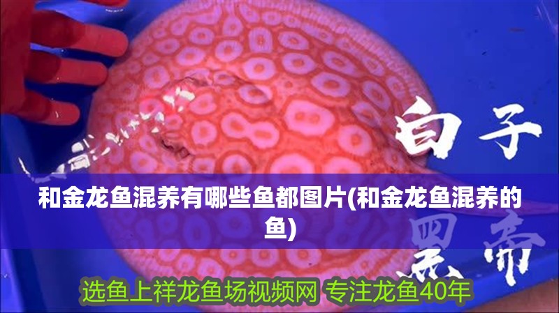 和金龍魚混養有哪些魚都圖片(和金龍魚混養的魚) 和金龍魚混養有哪些魚都圖片(和金龍魚混養的魚) 魚缸百科