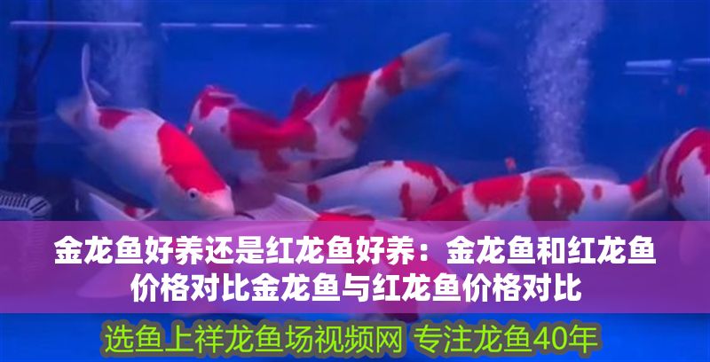 金龍魚好養(yǎng)還是紅龍魚好養(yǎng)：金龍魚和紅龍魚價格對比金龍魚與紅龍魚價格對比