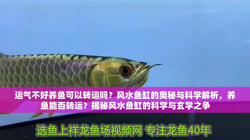 運(yùn)氣不好養(yǎng)魚(yú)可以轉(zhuǎn)運(yùn)嗎?風(fēng)水魚(yú)缸的奧秘與科學(xué)解析,養(yǎng)魚(yú)能否轉(zhuǎn)運(yùn)?揭秘風(fēng)水魚(yú)缸的科學(xué)與玄學(xué)之爭(zhēng) 龍魚(yú)百科 第1張 運(yùn)氣不好養(yǎng)魚(yú)可以轉(zhuǎn)運(yùn)嗎?風(fēng)水魚(yú)缸的奧秘與科學(xué)解析,養(yǎng)魚(yú)能否轉(zhuǎn)運(yùn)?揭秘風(fēng)水魚(yú)缸的科學(xué)與玄學(xué)之爭(zhēng) 運(yùn)氣不好養(yǎng)魚(yú)可以轉(zhuǎn)運(yùn)嗎?風(fēng)水魚(yú)缸的奧秘與科學(xué)解析,養(yǎng)魚(yú)能否轉(zhuǎn)運(yùn)?揭秘風(fēng)水魚(yú)缸的科學(xué)與玄學(xué)之爭(zhēng) 龍魚(yú)百科 第1張
