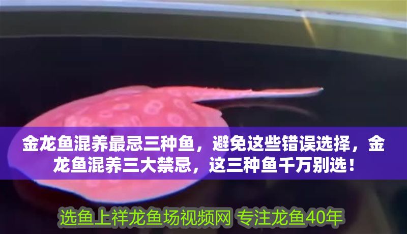 金龍魚混養最忌三種魚，避免這些錯誤選擇，金龍魚混養三大禁忌，這三種魚千萬別選！
