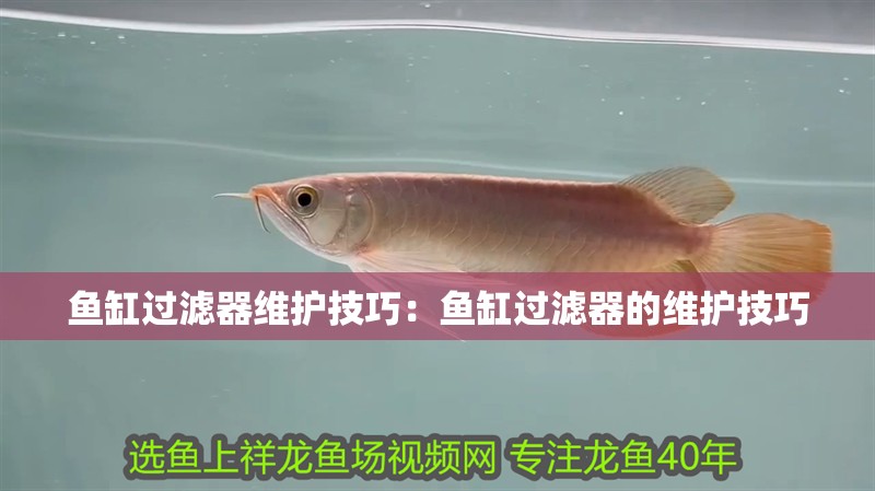 魚缸過濾器維護技巧：魚缸過濾器的維護技巧